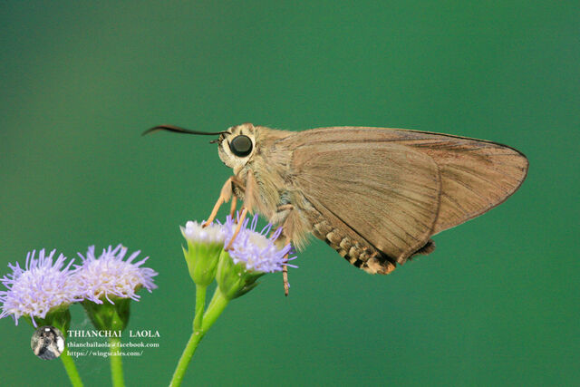 Badamia exclamationis