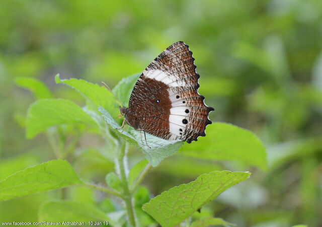 Elymnias dara darina