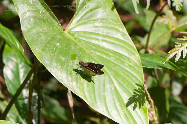 Iton semamora semamora