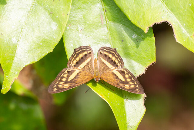 Algia fasciata fasciata