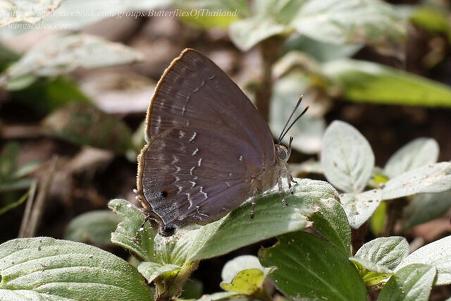 Zinaspa todara karennia
