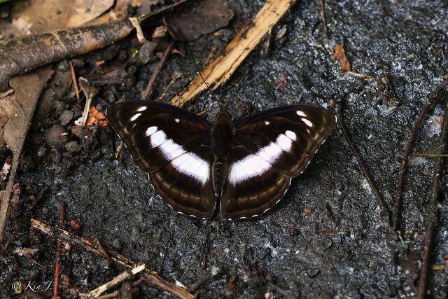 Athyma whitei whitei