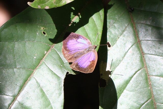 Arhopala arvina aboe