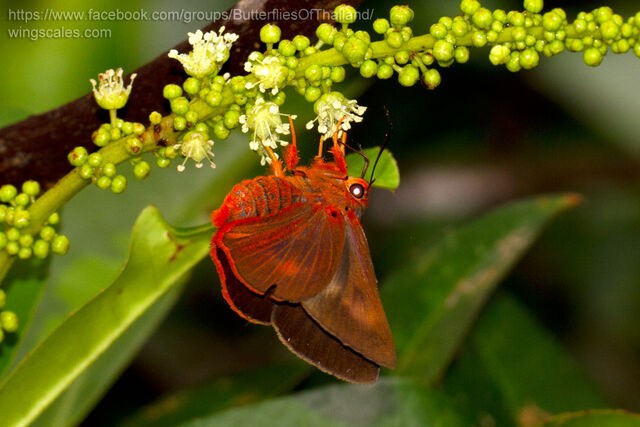 Burara oedipodea belesis