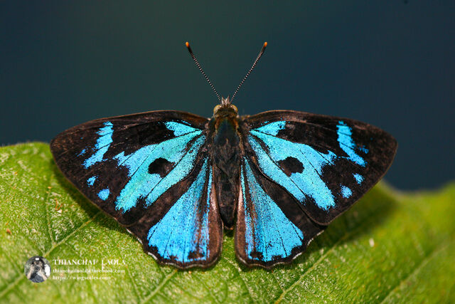 Poritia erycinoides elsiei