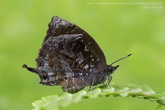 Mahathala ariadeva burmana