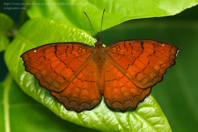 Ariadne ariadne pallidior