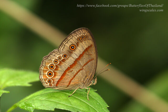 Mycalesis fusca fusca