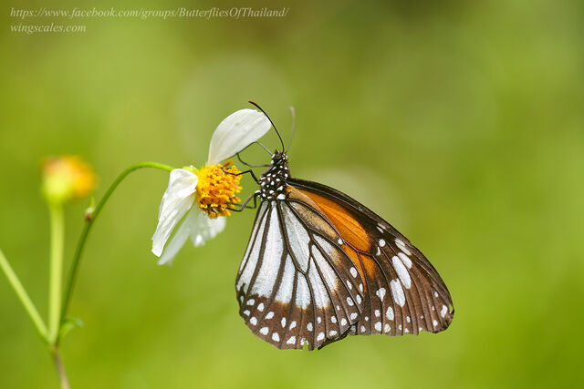 Danaus melanippus hegesippus