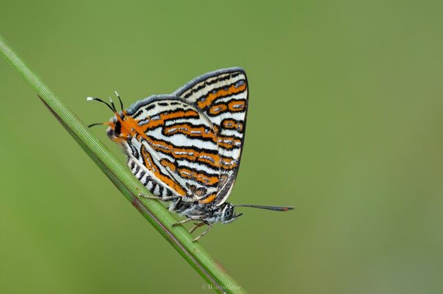 Spindasis vulcanus tavoyanus