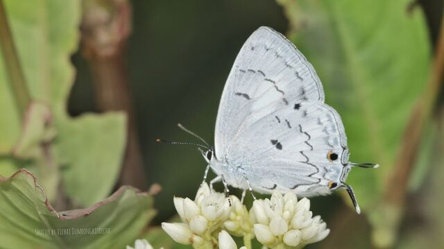 Tajuria illurgis illurgis