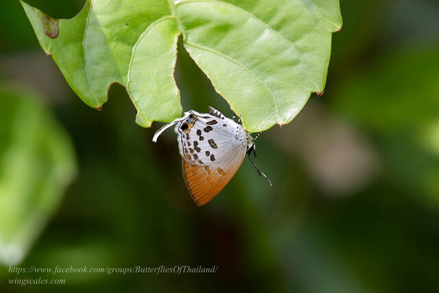 Sinthusa malika amata