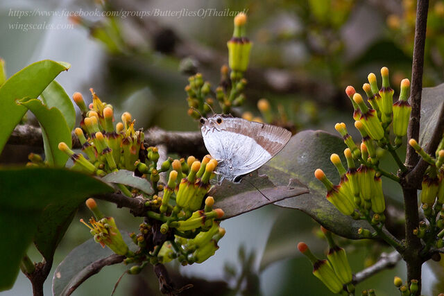 Rachana jalindra indra
