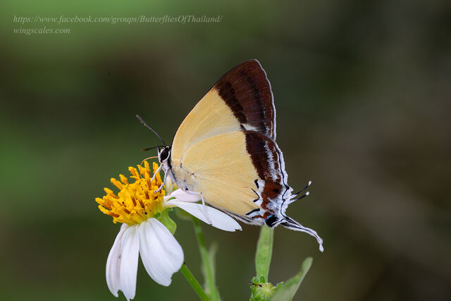 Charana mandarina mandarina