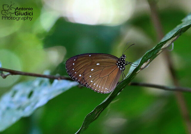 Euploea tulliolus ledereri