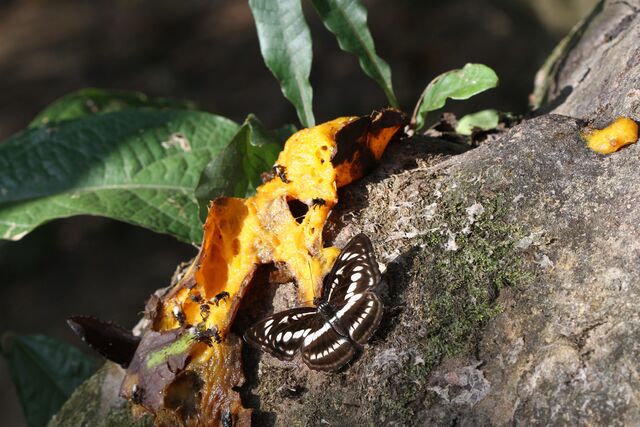 Athyma selenophora bahula