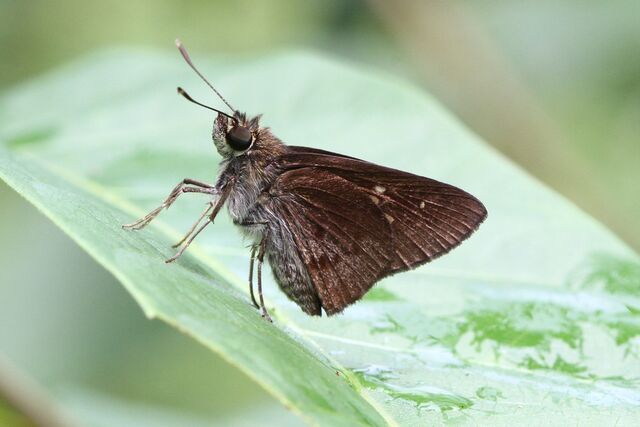 Isma protoclea bicolor