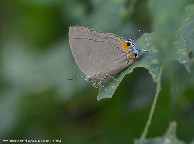 Tajuria mantra mantra