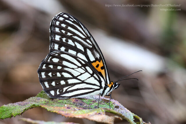 Orinoma damaris damaris