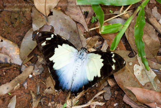 Agatasa calydonia belisama