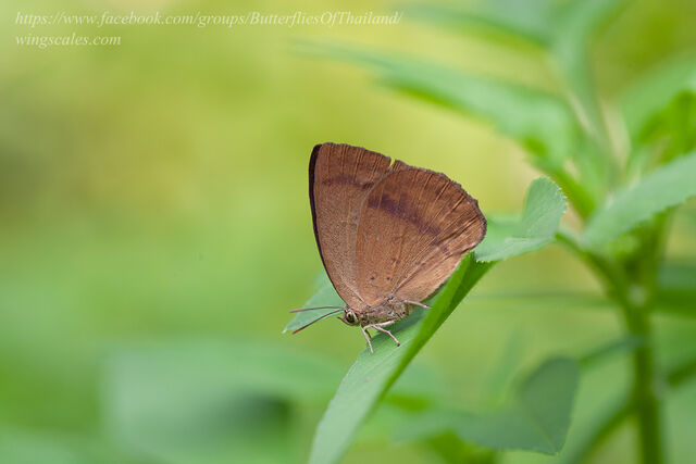 Arhopala fulla ignara