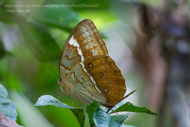Stichophthalma cambodia