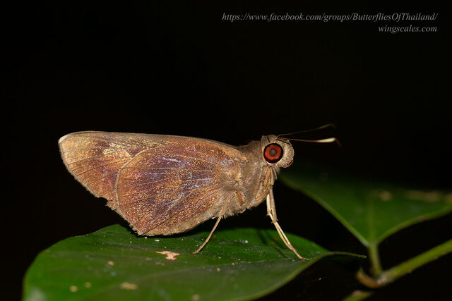 Erionota acroleuca apicalis