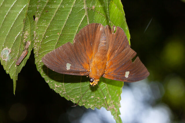 Capila hainana hainana
