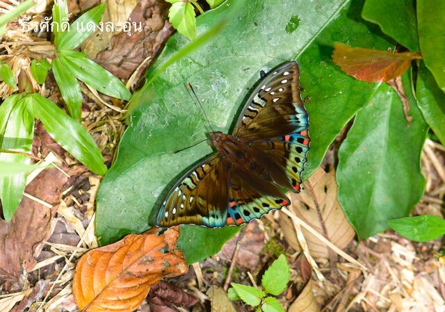 Euthalia whiteheadi whiteheadi