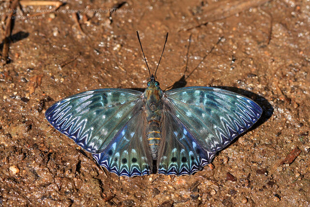 Dichorragia nesimachus nesimachus