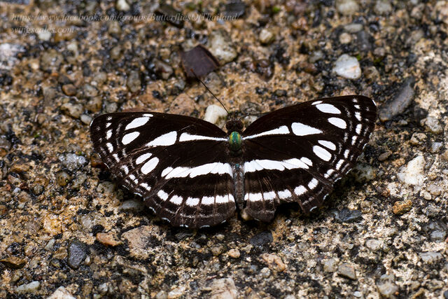 Neptis duryodana nesia