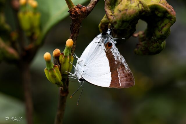 Rachana jalindra indra