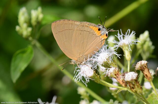 Tajuria deudorix ingeni