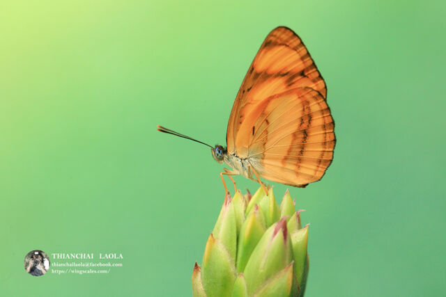 Pantoporia paraka paraka