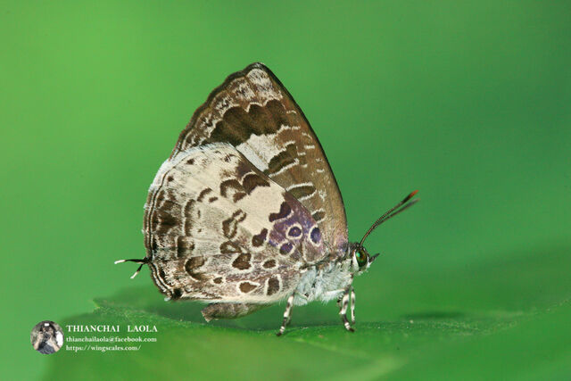 Arhopala paraganesa zephyretta