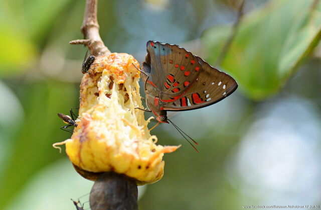 Euthalia lubentina chersonesia