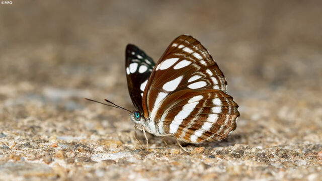 Neptis duryodana nesia