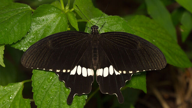 Papilio polytes romulus