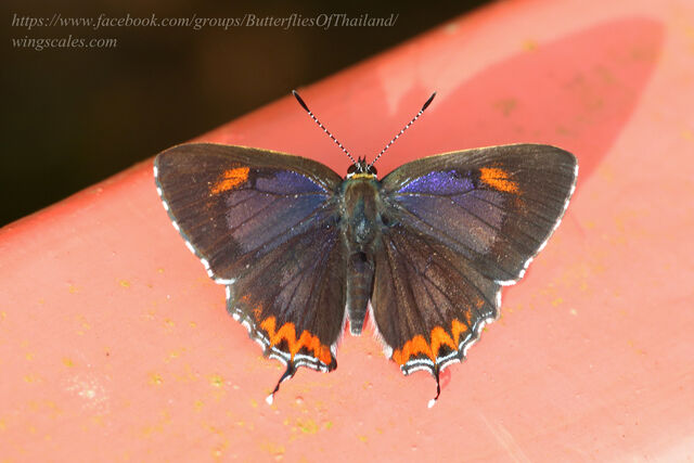 Heliophorus epicles latilimbata