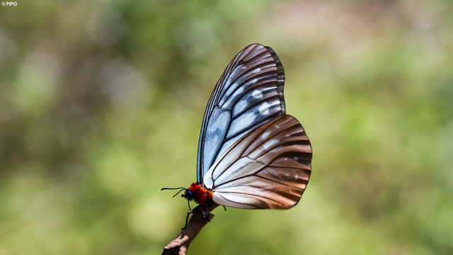 Calinaga brahma sudassana