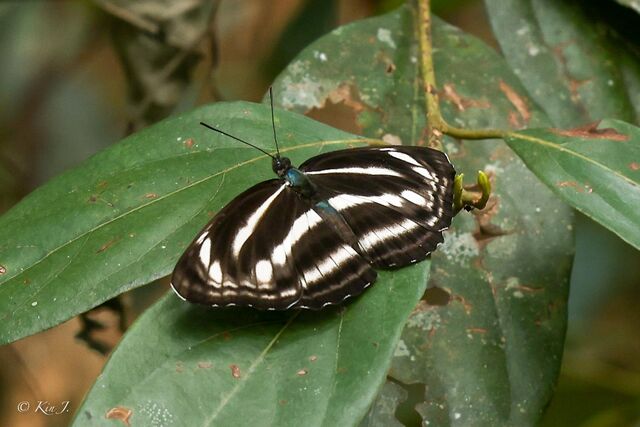 Neptis nashona aagaardi