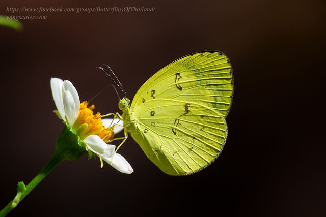 Eurema ada iona