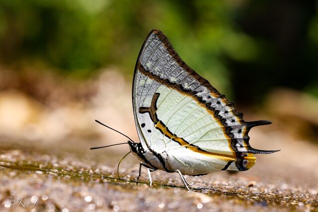 Polyura eudamippus nigrobasalis