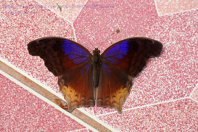 Terinos clarissa militum