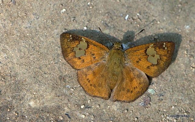 Pseudocoladenia fatua