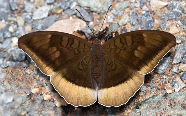 Cynitia lepidea cognata