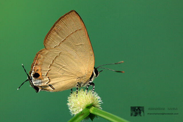 Rapala dieneces dieneces