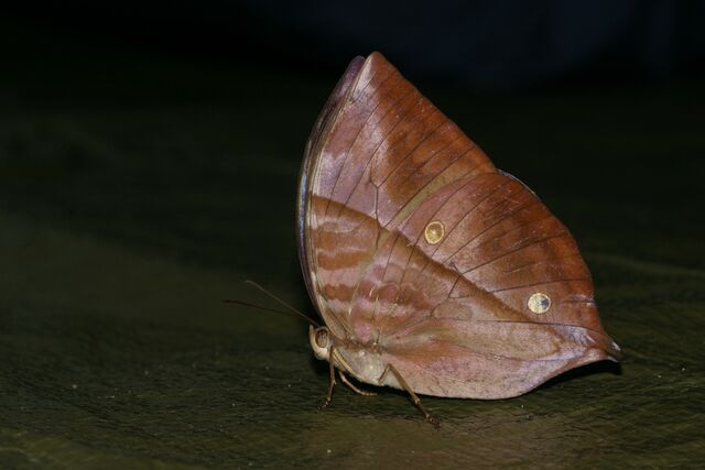 Zeuxidia masoni masoni