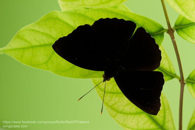 Rohana parisatis pseudosiamensis