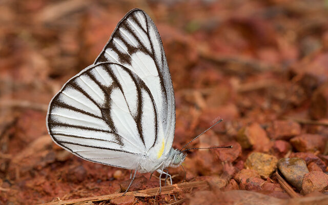 Appias olferna olferna